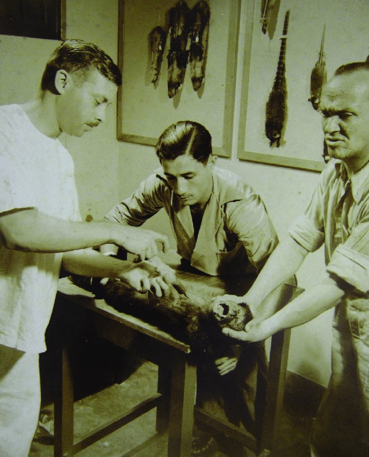 Três homens trabalham no corpo de um animal sobre uma mesa