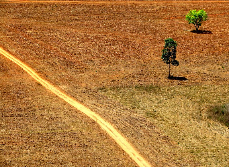 Área desmatada, com apenas duas árvores em pé em meio a um campo "limpo"