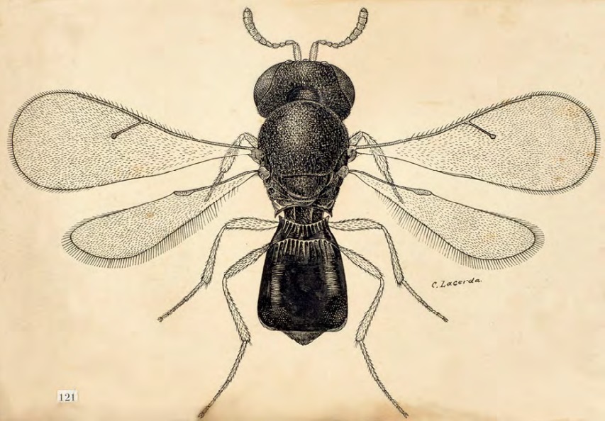 Desenho feito em nanquim da vista dorsal de uma vespa