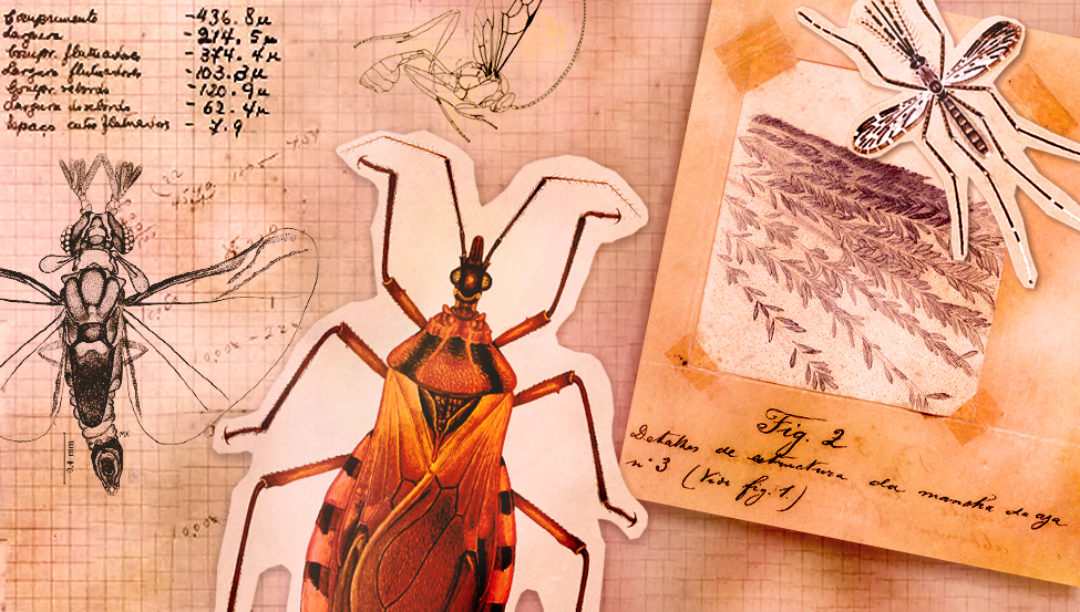 Arte exibe um desenhos de quatro insetos sobre um fundo quadriculado com medidas relativas à largura e outras medidas dos desenhos