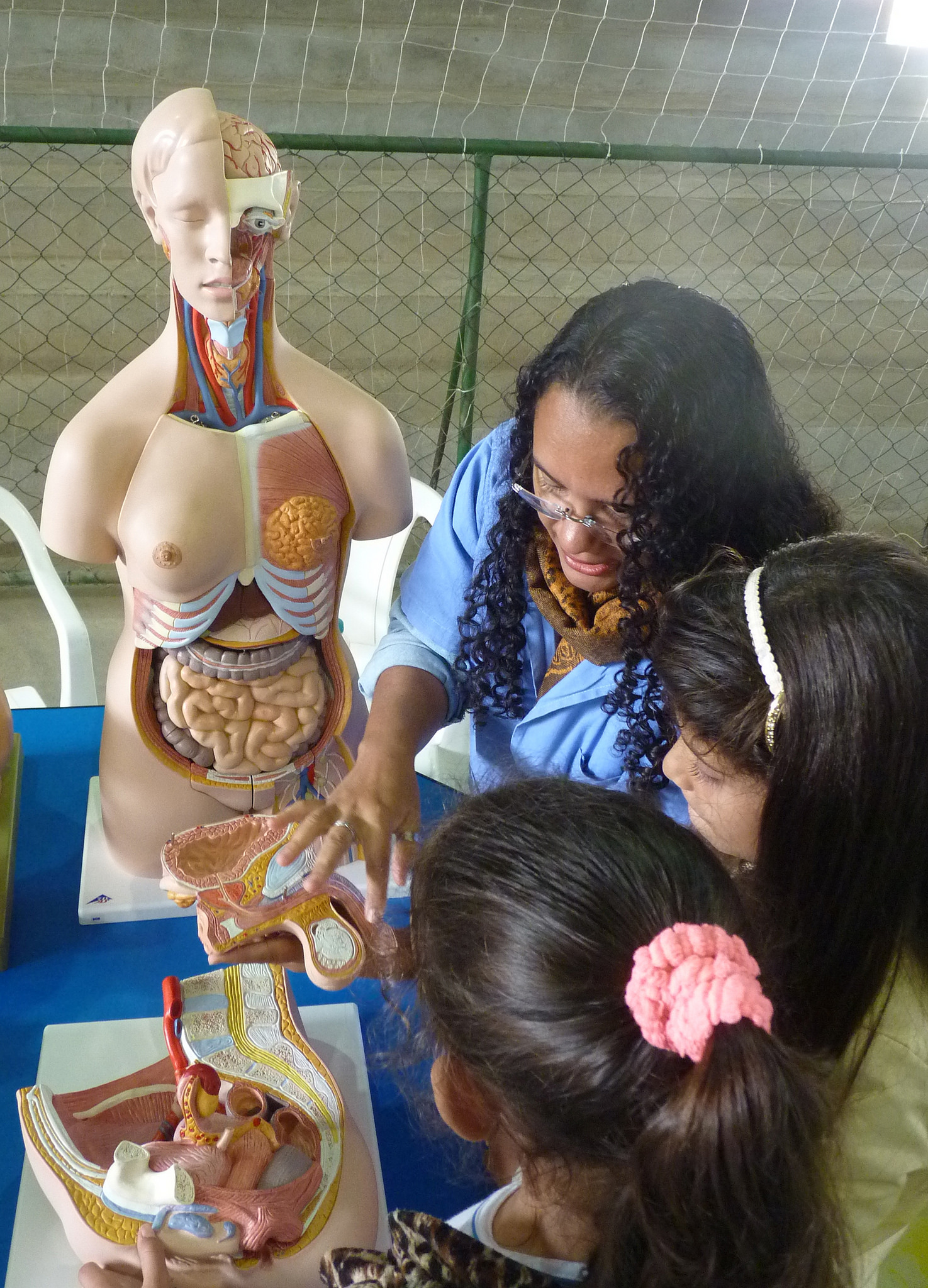 Modelo apresenta órgãos do corpo humano