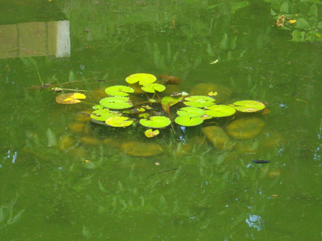 Imagem do lago no campus da  Fiocruz, em Manguinhos, em que aparecem vitórias-régias e outras plantas aquáticas.
