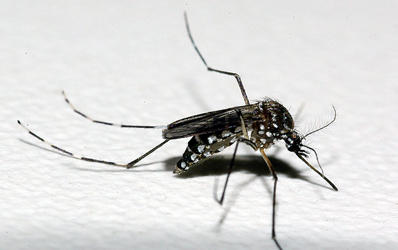 Mesa-redonda discute comunicação, educação e participação social no controle das doenças transmitidas pelo Aedes aegypti
